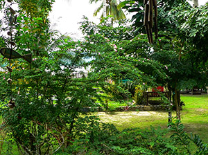 The garden in Port Barton with an abundance of flowers, shrubs and trees