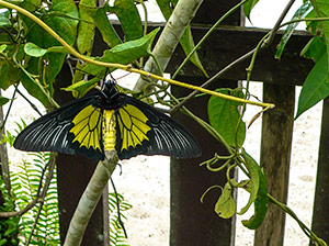 The golden birdwing ( Troides platinii) is breeding in the garden.