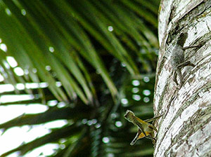 the garden attracts other animals including flying lizards the garden attracts other animals including flying lizards