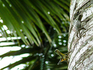 the garden attracts other animals including flying lizards