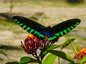 The other birdwing, Trogonoptera trojana, with its 7 inch wingspan in colours of green, black and blue The other birdwing, Trogonoptera trojana, with its 7 inch wingspan in colours of green, black and blue