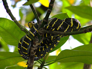 Mangrove snakes can be seen in the branches overhanging the water