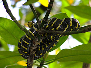 Mangrove snakes can be seen in the branches overhanging the water Mangrove snakes can be seen in the branches overhanging the water