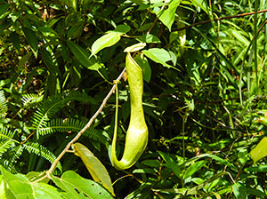 wild pitcher plants growing