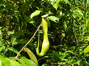 wild pitcher plants growing wild pitcher plants growing