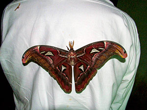 The giant Atlas moth on Dave's back The giant Atlas moth on Dave's back