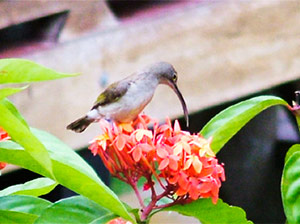 There are at least 19 endemic birds on Palawan