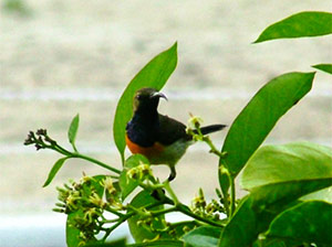 There are at least 19 endemic birds on Palawan There are at least 19 endemic birds on Palawan