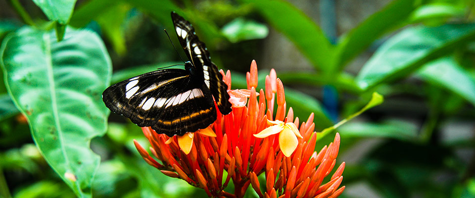 Palawan has about 450 species of butterflies.