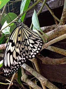 in our 15 hectare jungle and waterfall area in our 15 hectare jungle and waterfall area
