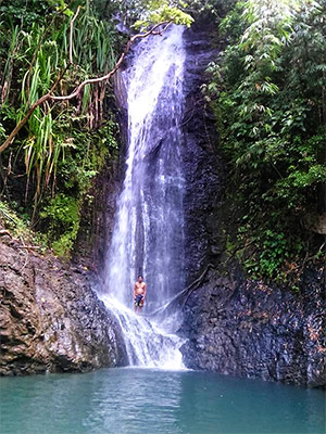 through the rain forest