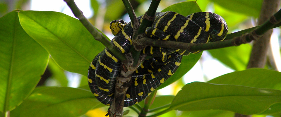 Palawan is a beautiful island. Its wildlife is in many ways unique