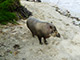 Wild life which can be seen at Greenviews – Palawan Bearded Pig