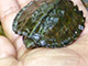 Wild life which can be seen at Greenviews – Terrapin