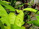 Palawan has about 450 species of butterflies.