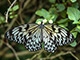 Palawan has about 450 species of butterflies.