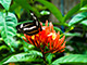 Palawan has about 450 species of butterflies.