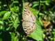 Palawan has about 450 species of butterflies.