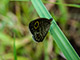 Palawan has about 450 species of butterflies.