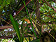 Palawan has about 450 species of butterflies.