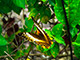 Palawan has about 450 species of butterflies.