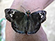 Palawan has about 450 species of butterflies.